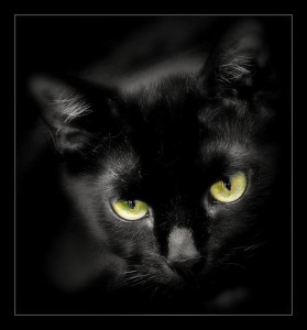 853-black-cat-1